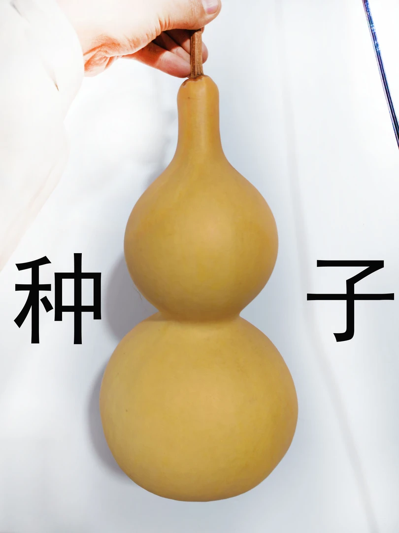 45公分山西压腰八宝葫芦种子（10粒）