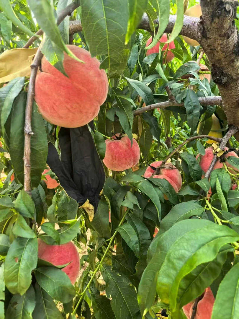 正宗肥城桃（久保桃玉妃久保桃