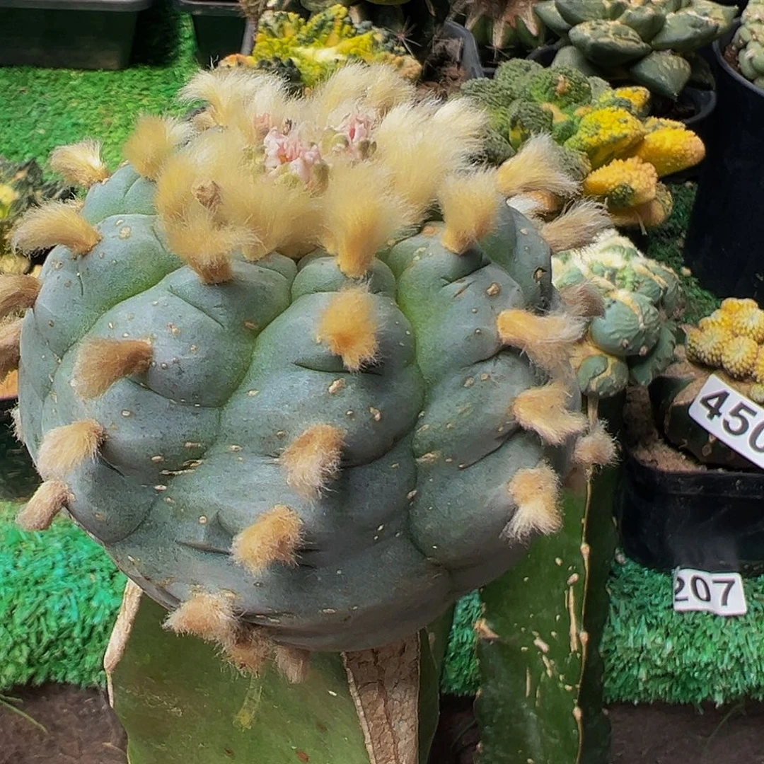 无花朵长毛肋骨乌仙395