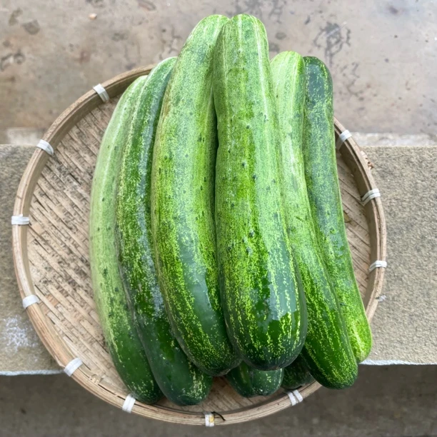 【顺丰包邮】本地土黄瓜有籽 江西小炒甄选老品种农家自种新鲜现摘