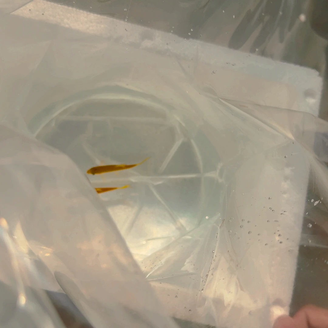 吉罗鱼马来西亚巴拉