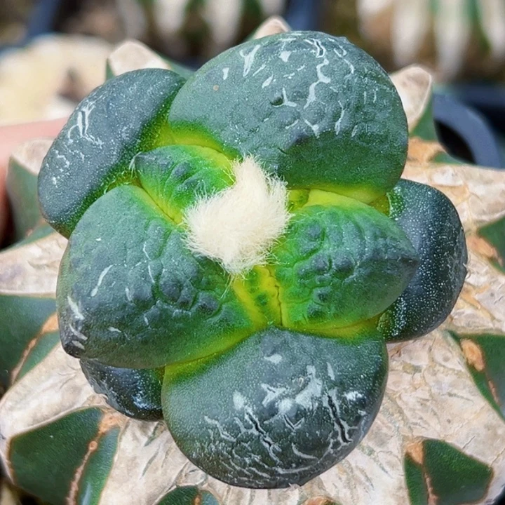 无花朵福利苗接大优连山004