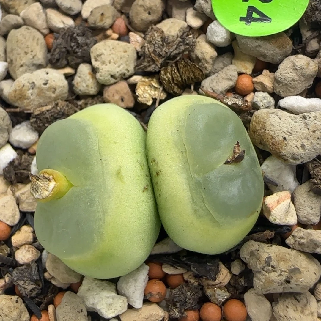 双头拉登1.7/1.9多肉植物724