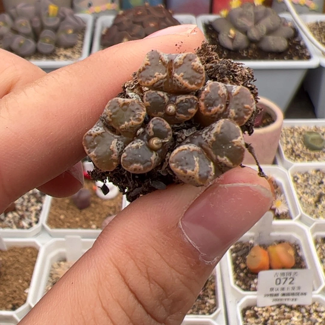 079号勋章 多肉植物