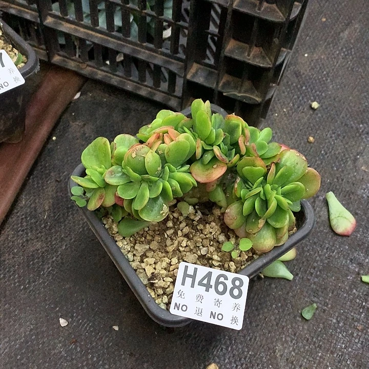 红梅缀化 非偏远38包邮 节后发