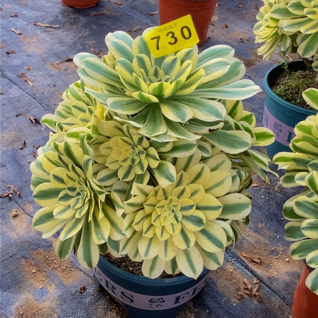 ?****?多肉000730迈巴赫