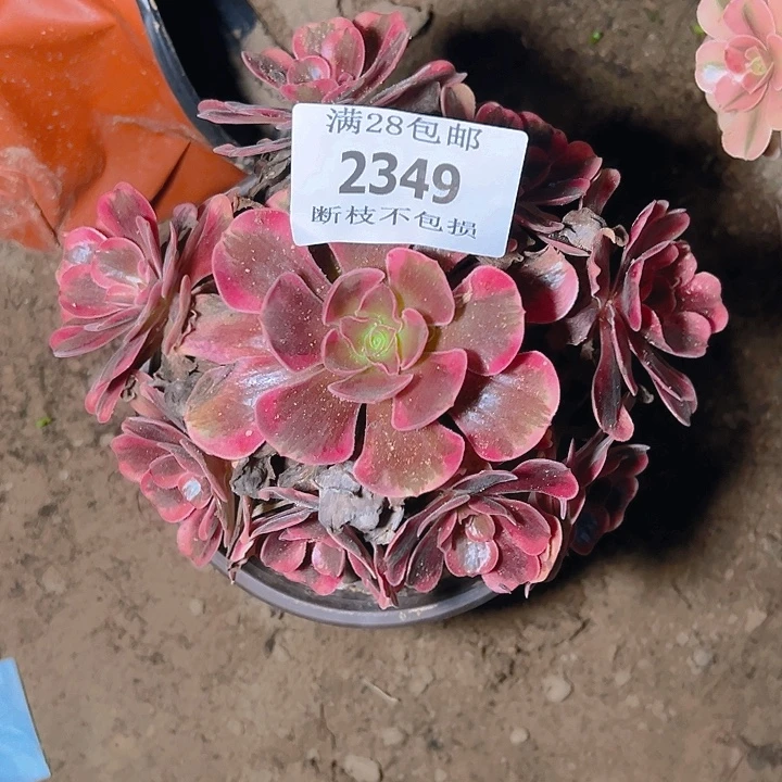 2349爱神多肉植物保护