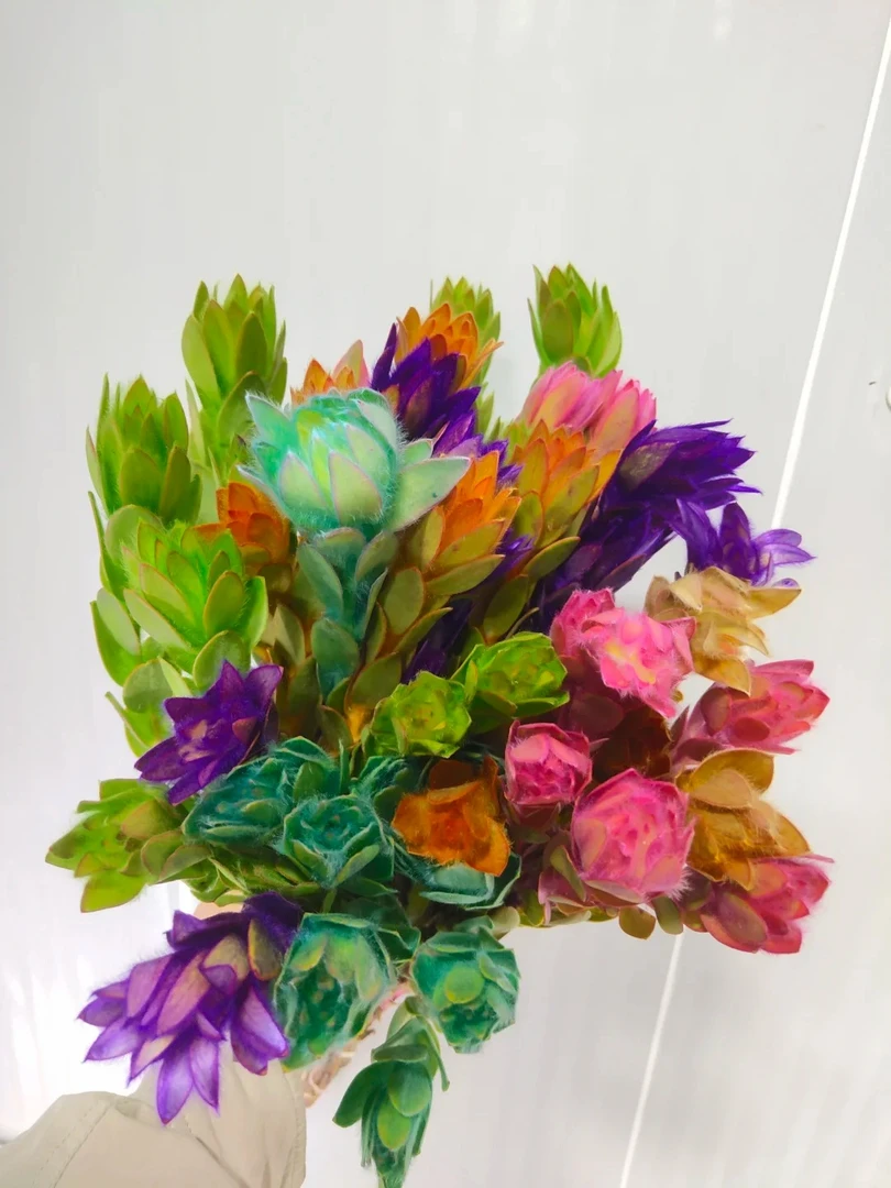 南非彩色木百合鲜切花可做干花