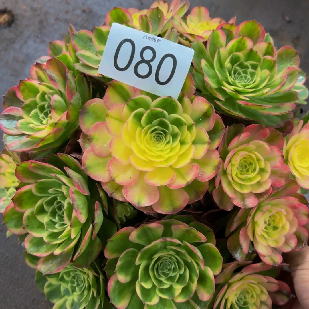 080多肉植物海鲜特价