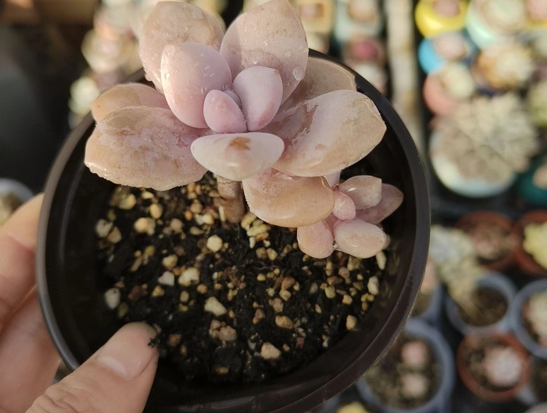 桃霜桃霜多肉植物