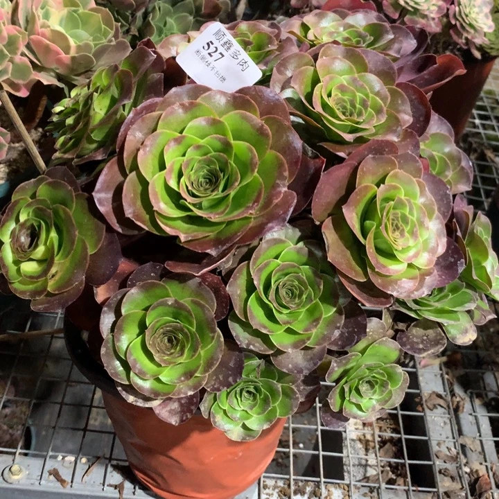 527玫瑰多肉植物特价