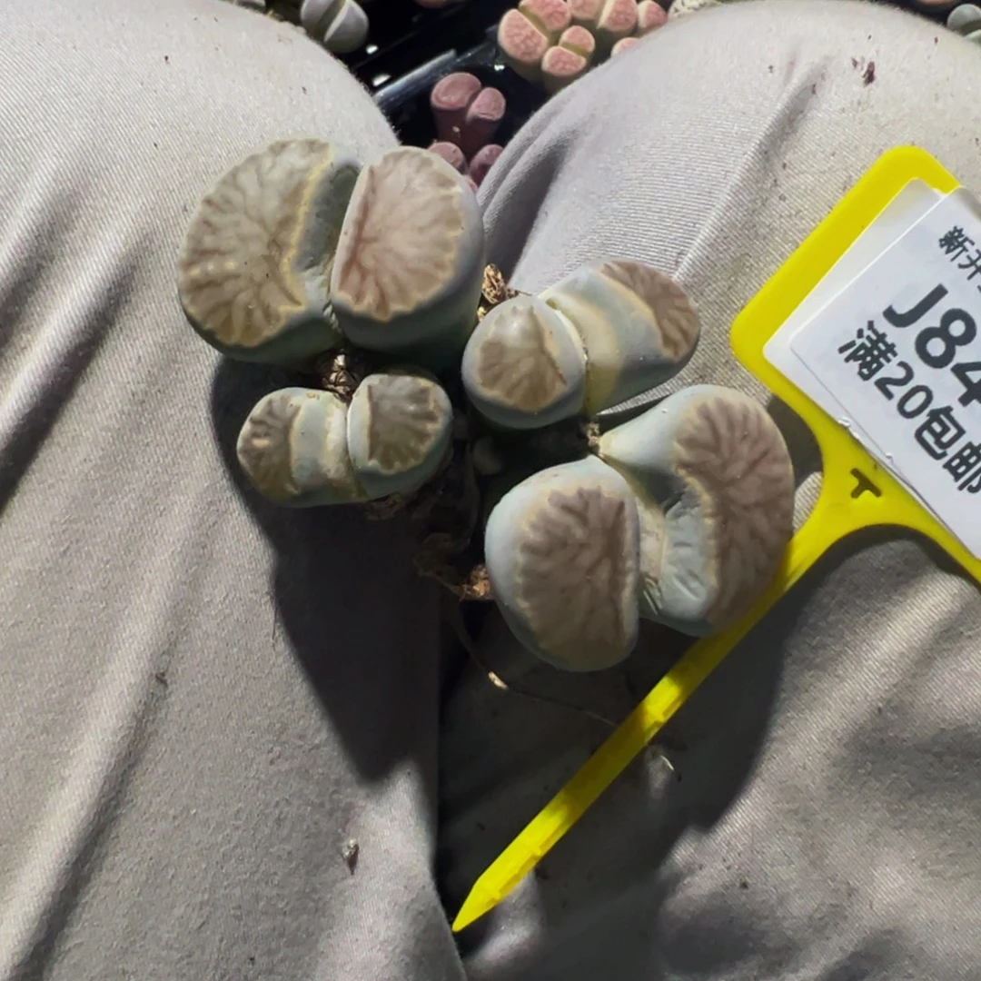 用***0844 大群生大群生大群生