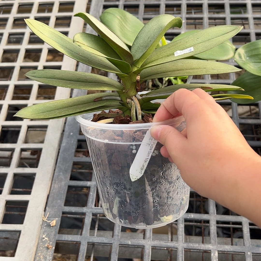 完全开放美琪花豹叶子开裂