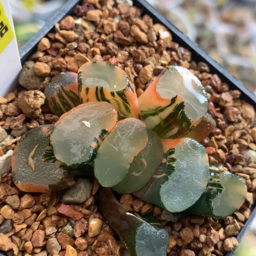 【闪购商品】725大明湖