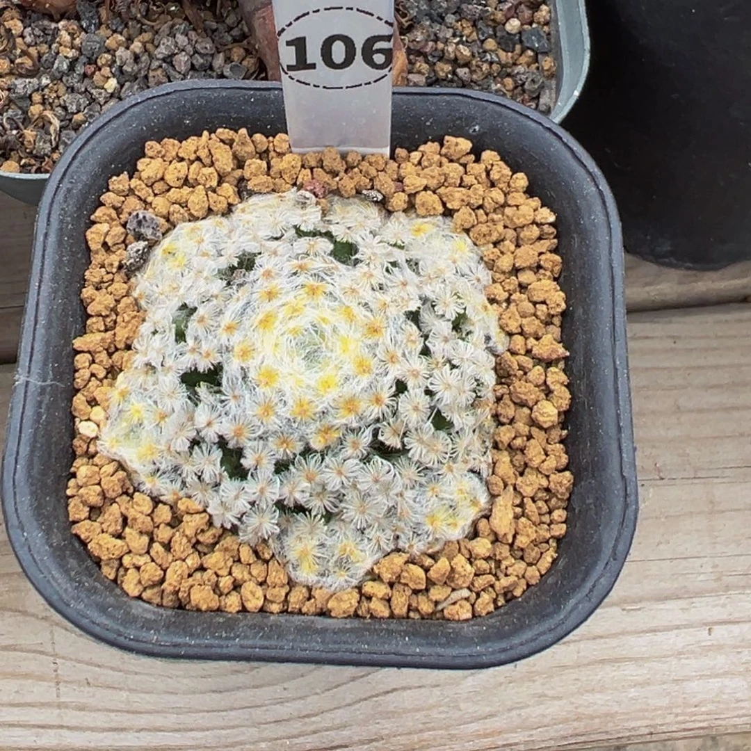 维***贝106实生根原始白明星