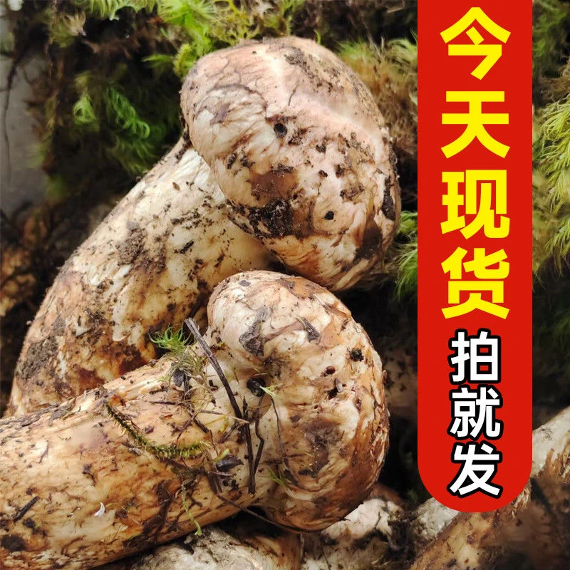 25年顺丰空运四川高原新鲜松茸菌精品特级野生菌出口级未开伞