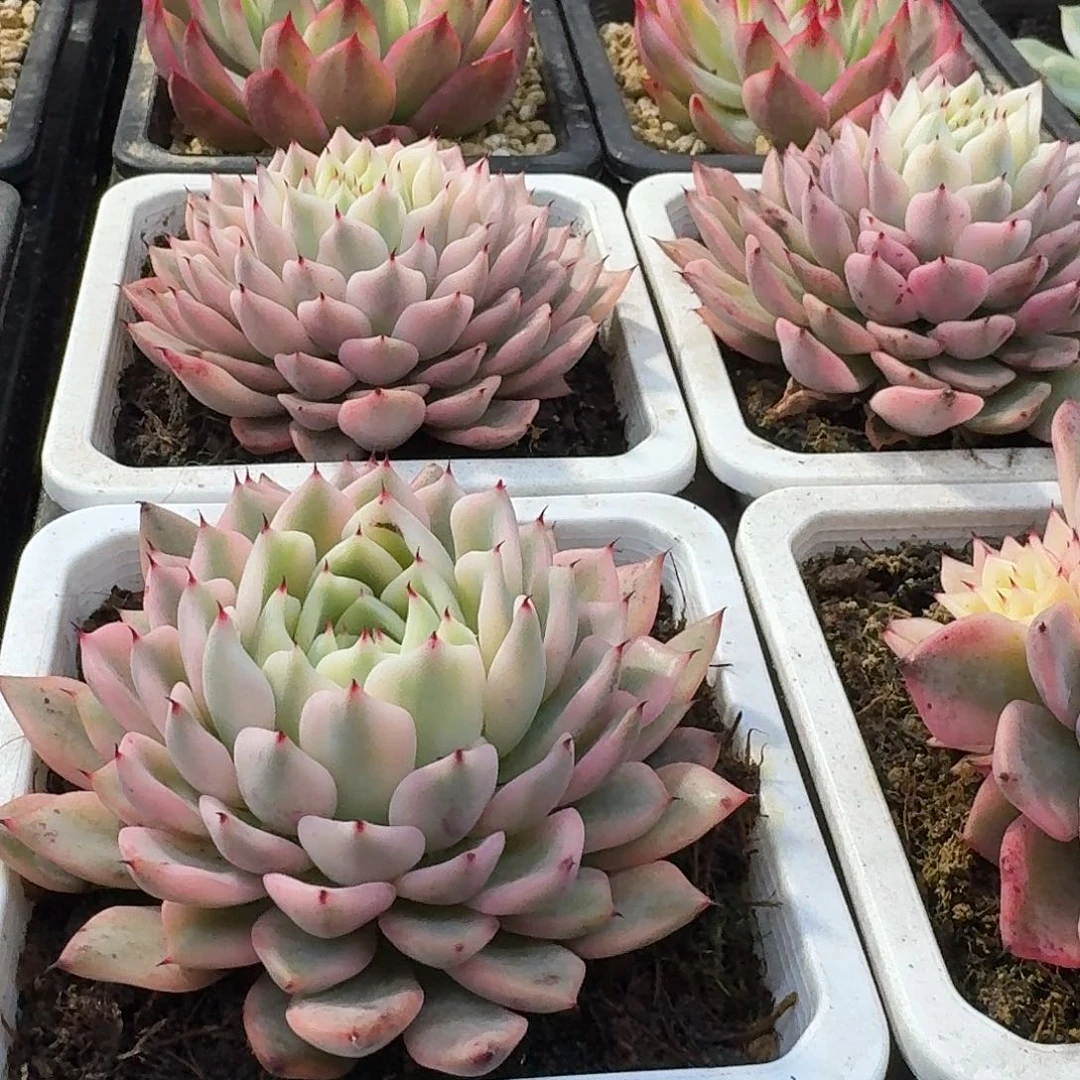 吉尔巴玫瑰，多肉覆轮量拍