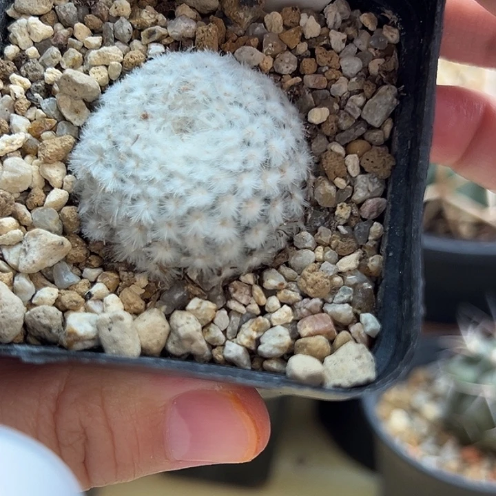 自根降落伞白星3.6cm