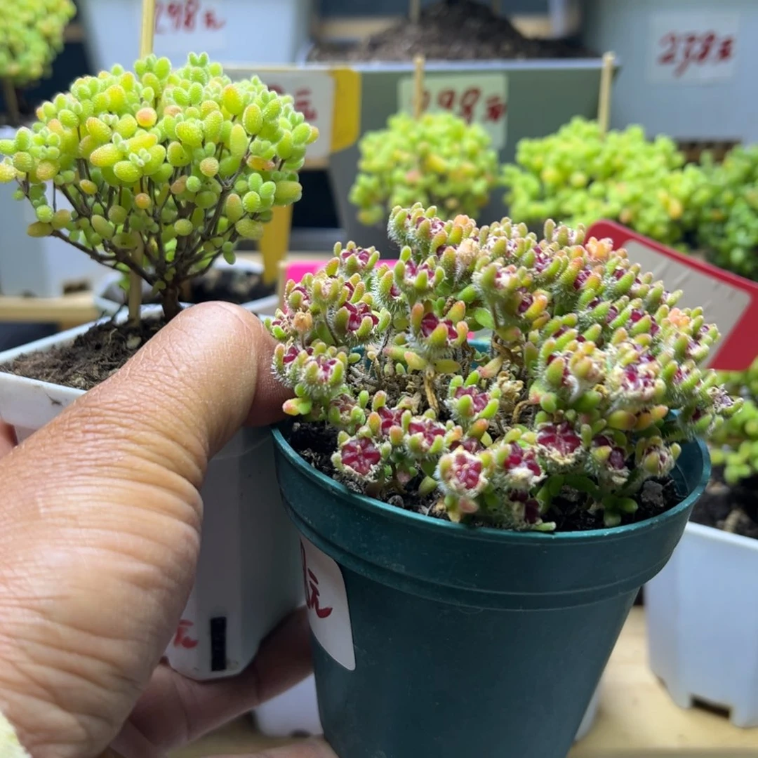 琬*红宝石加金橘一共两个