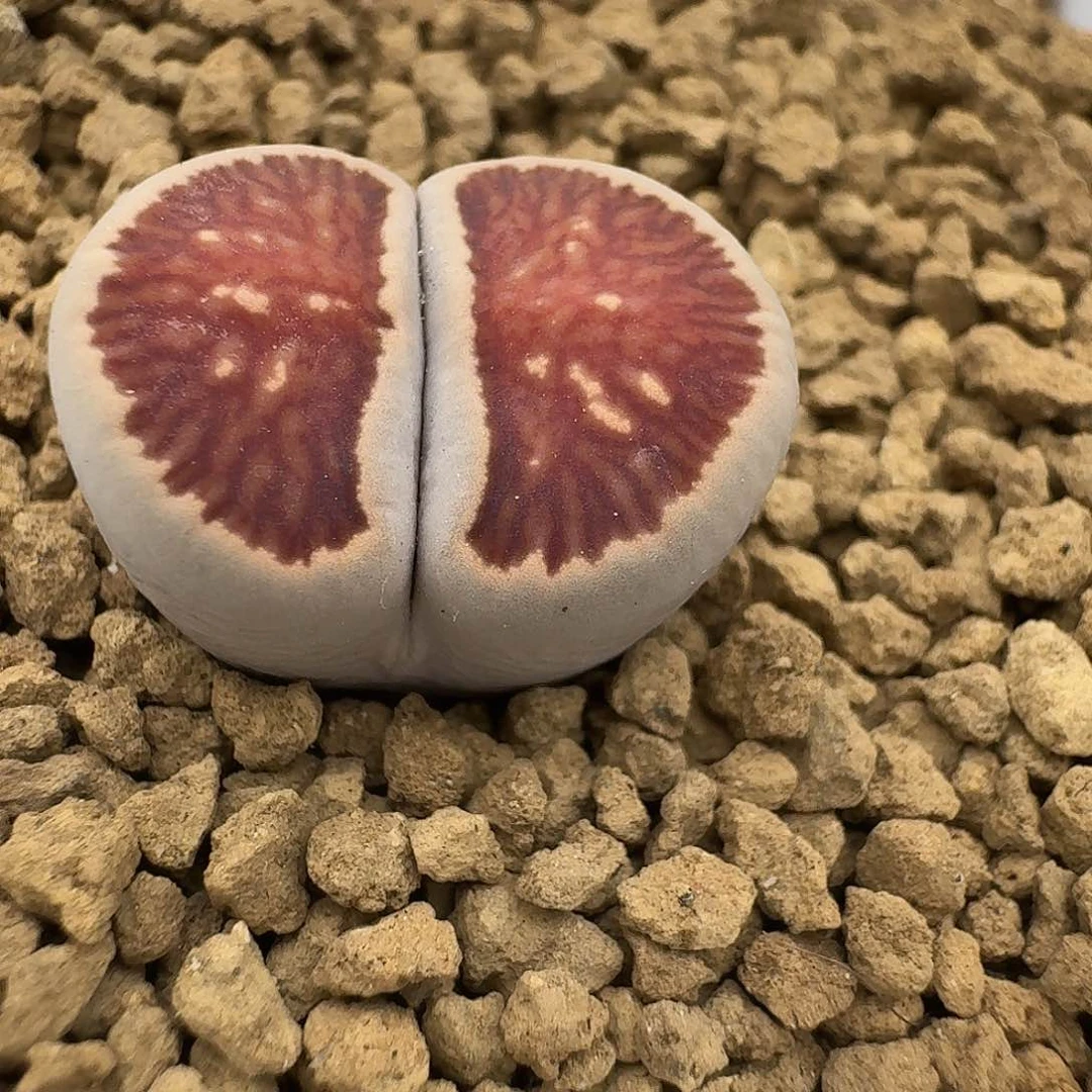 984哈哈好怪好哈哈哥哥哥哥