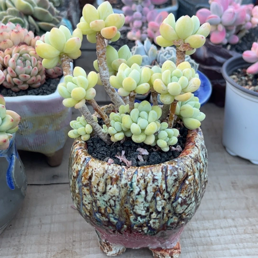 多肉植物多肉植物