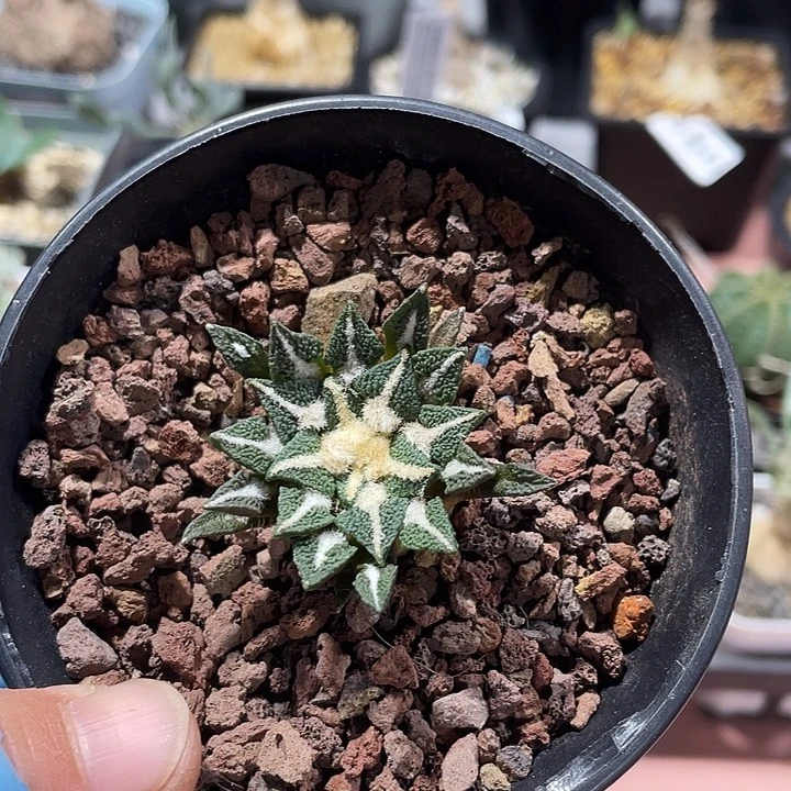 349大实生黑牡丹仙人球