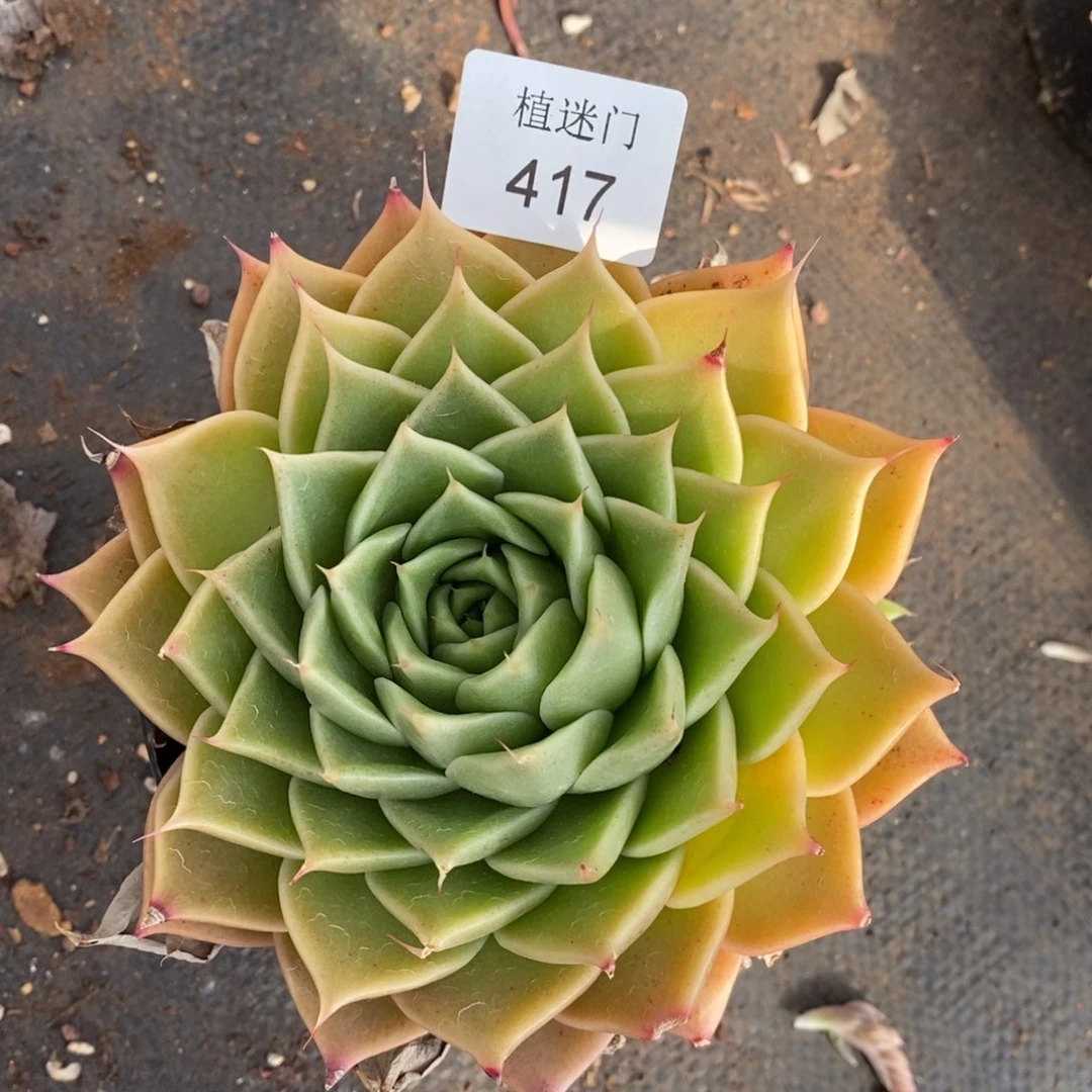 清****༇杂交精品多肉417