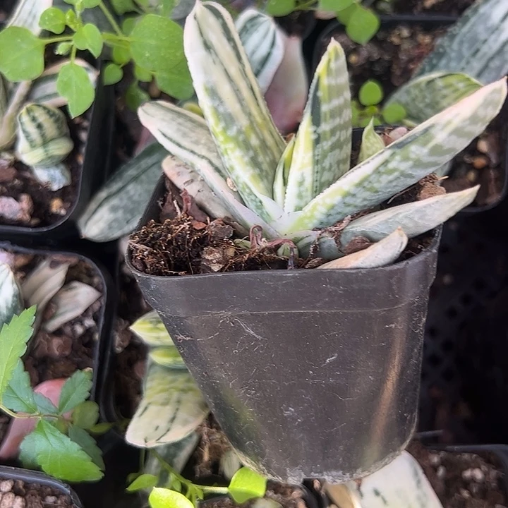 子宝锦多肉植物精品