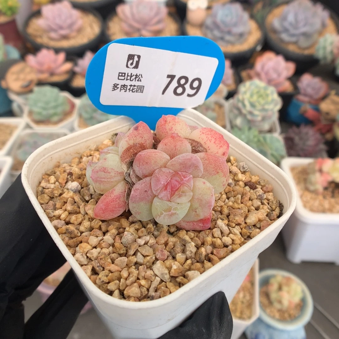 789 冰玉石化多肉
