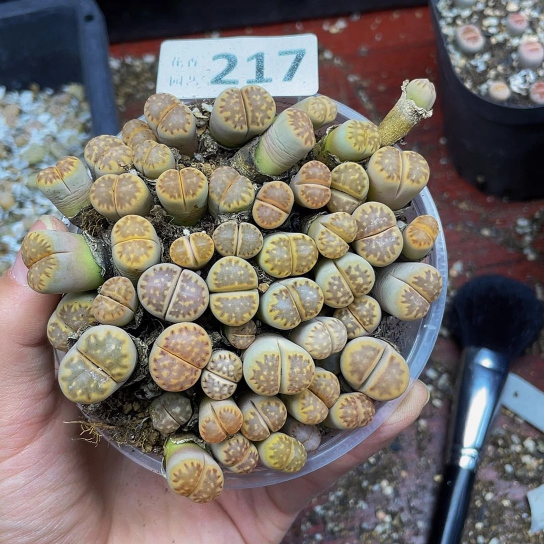 21700000花花花花花花花