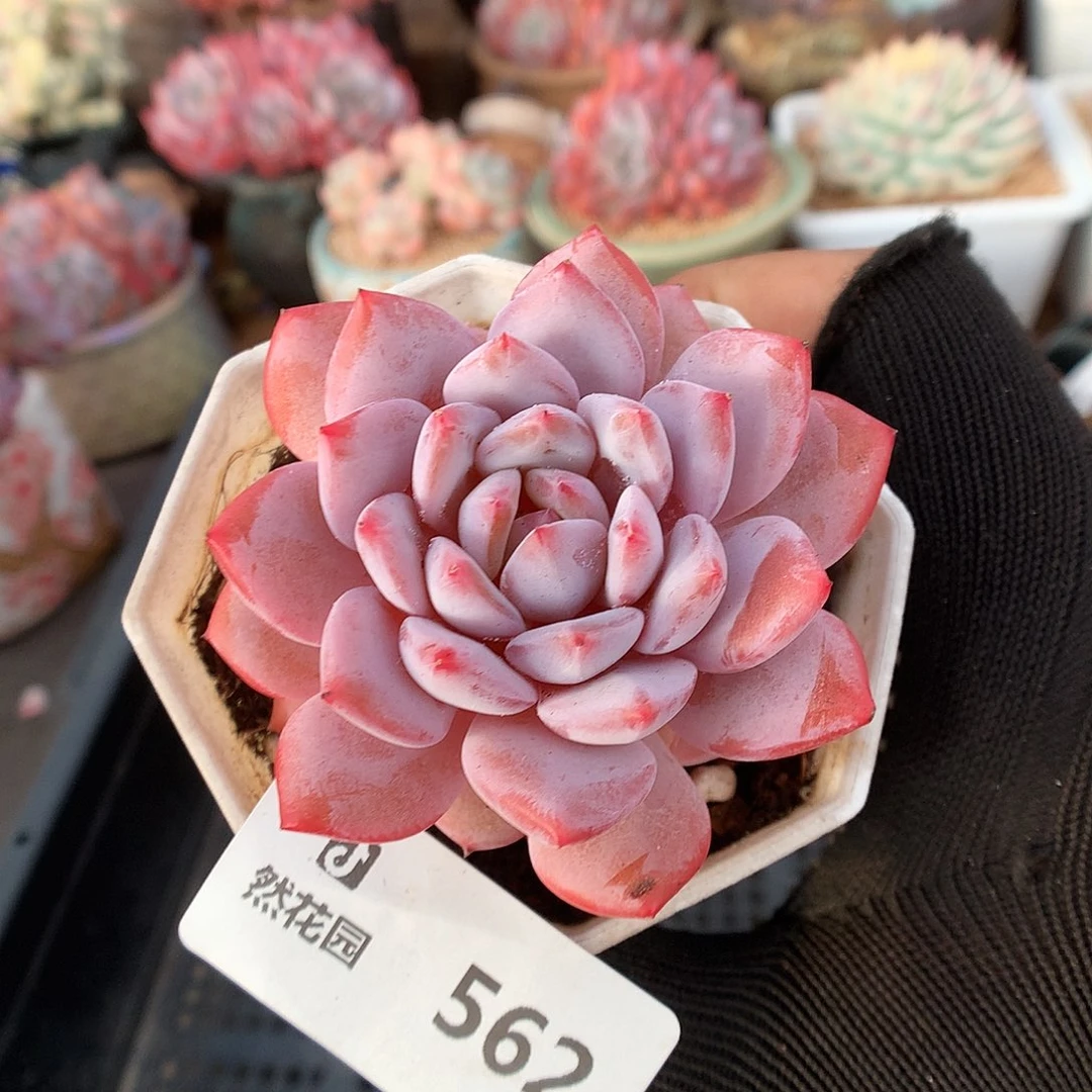 562雪天使多肉植物6666