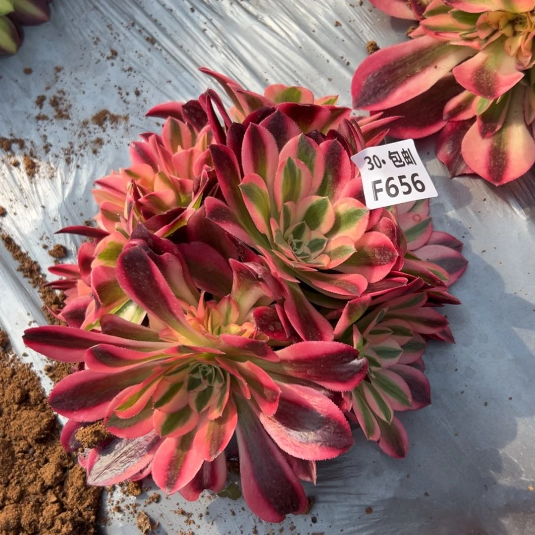 656女郎多肉法师