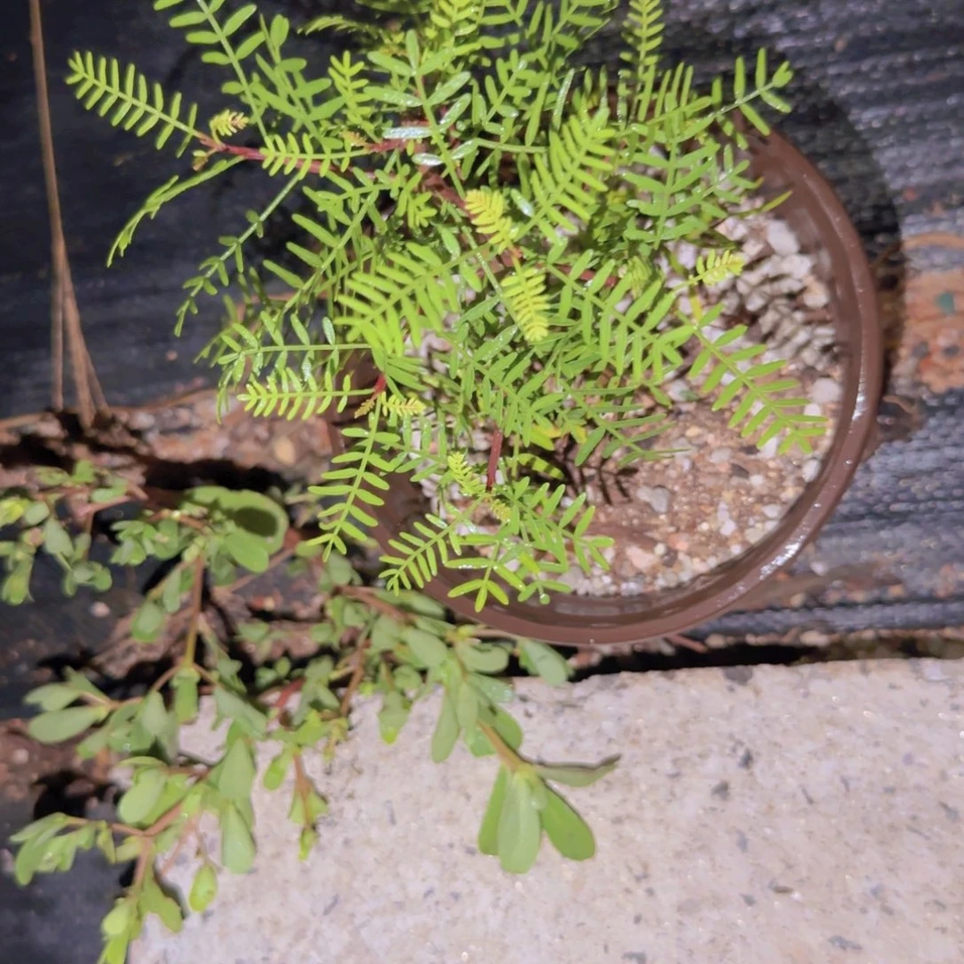 D***l块根植物块根植物