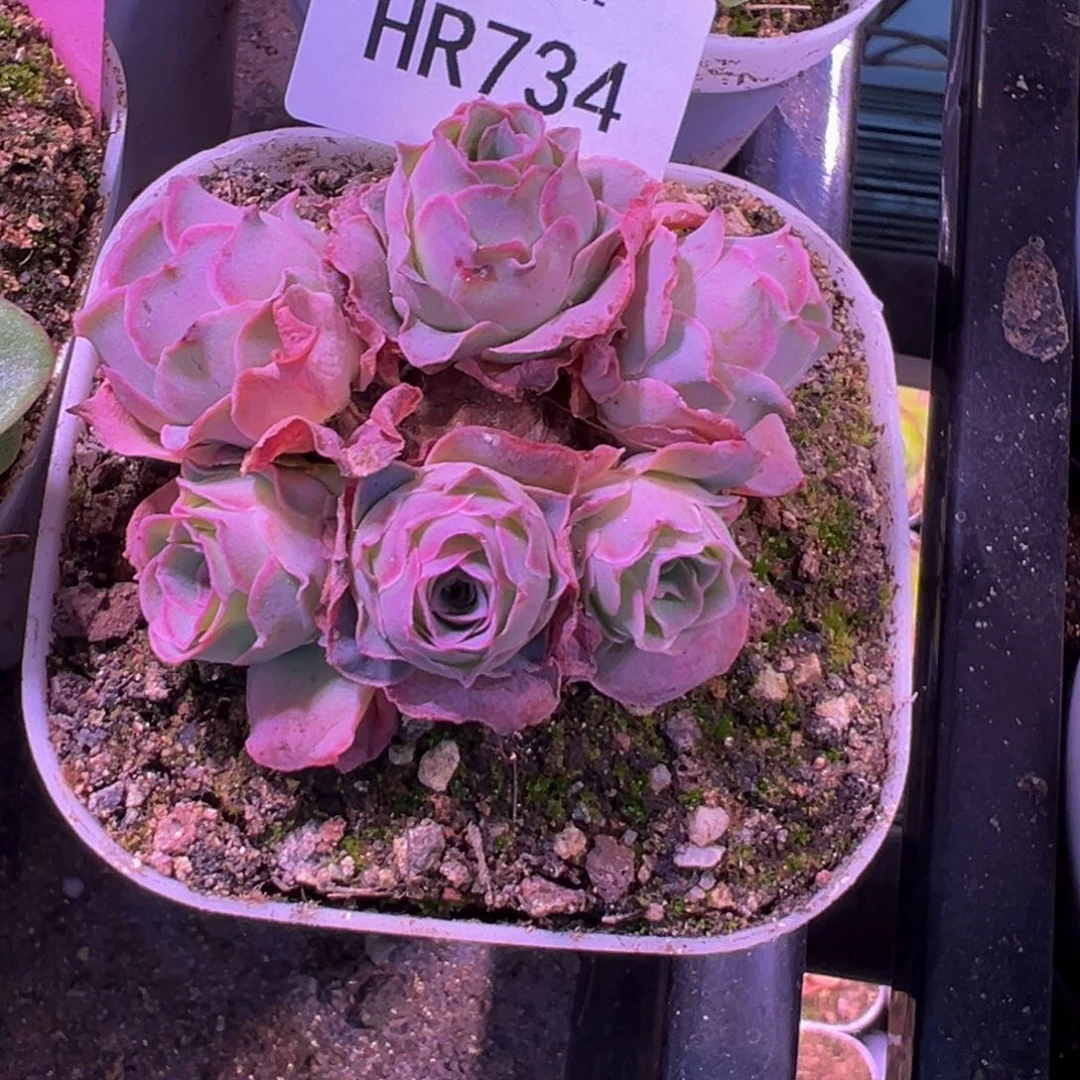 向**花HR734不知名玫瑰母本群