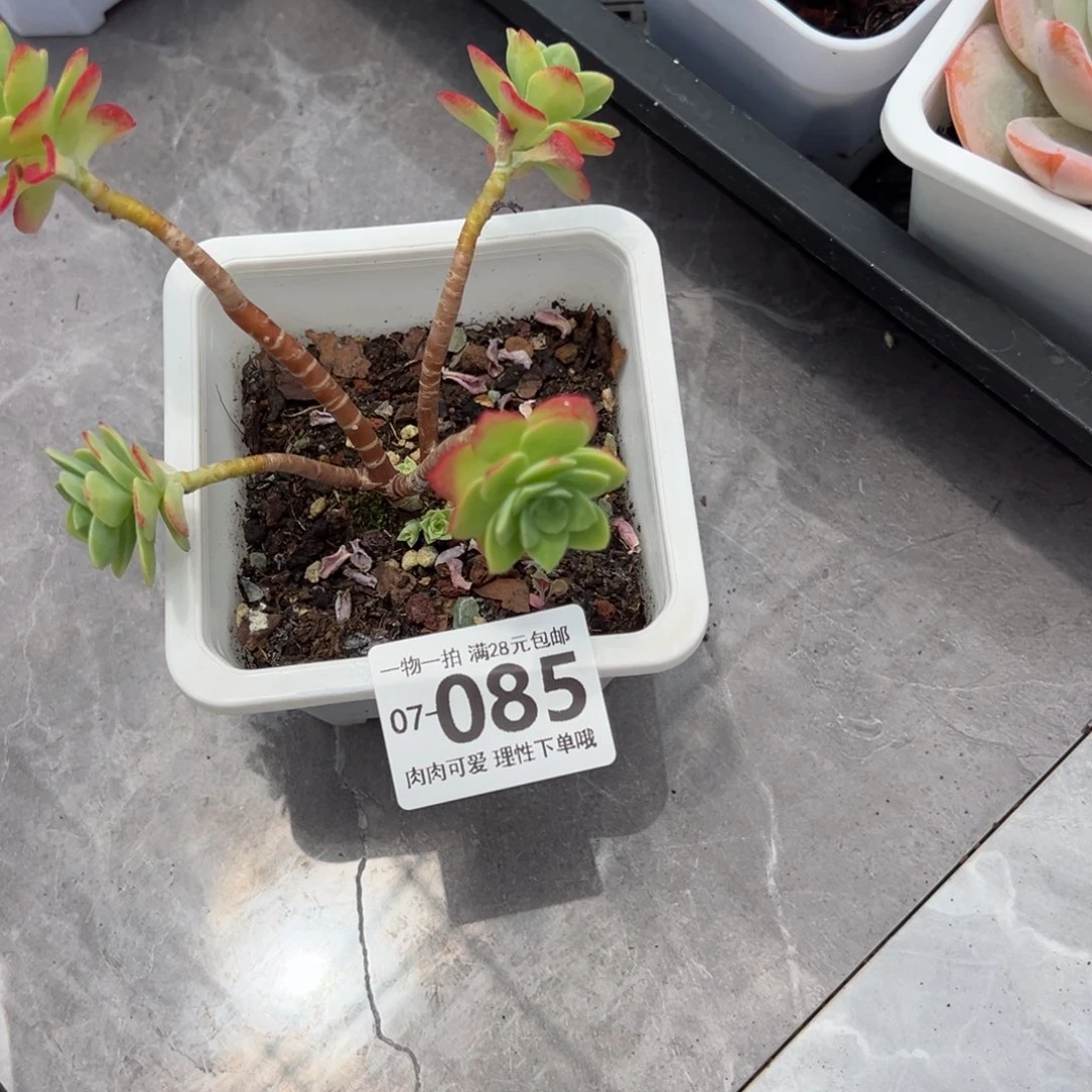 圆叶薄化妆多肉多肉多肉多肉多肉