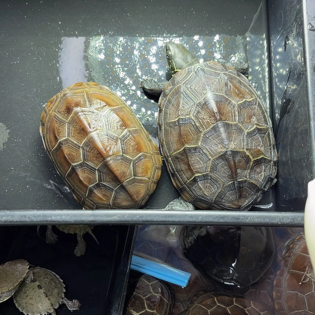 公母搭配中华草龟前***上