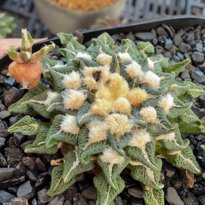 钩叶姬多毛群实生的