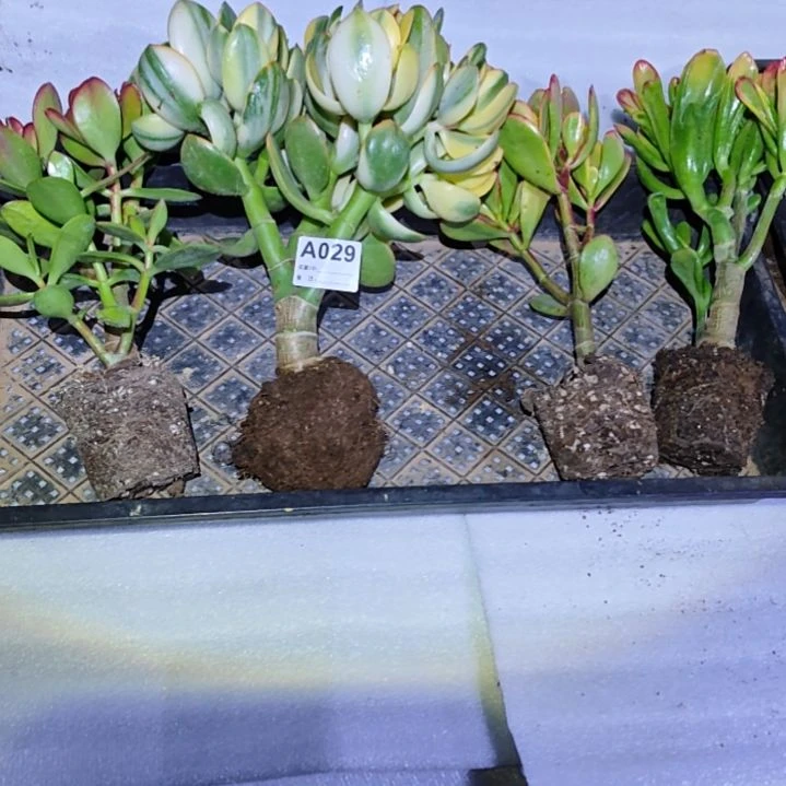痕***四棵不同品种花月029