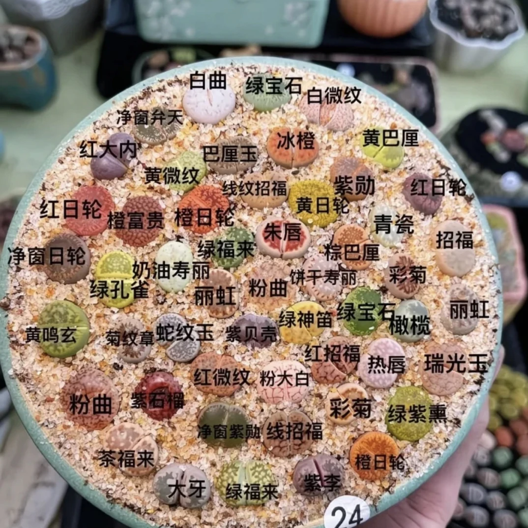 彩拼生石花多肉带盆