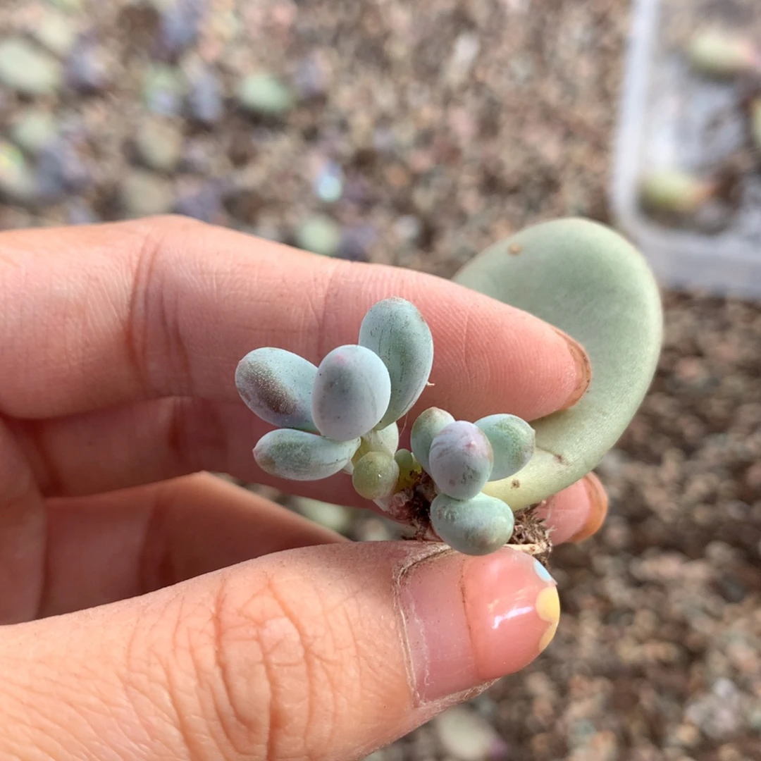 黄金鸡蛋大叶奶大叶奶