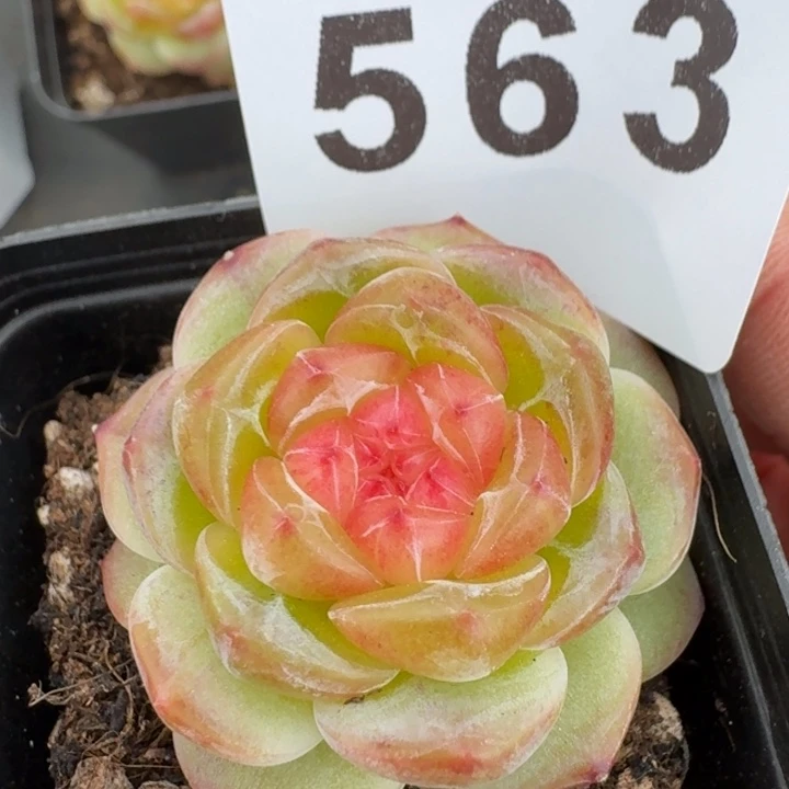 拿铁奶沫         多肉植物
