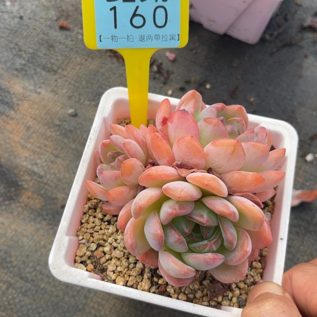 云尘多肉一物一拍160