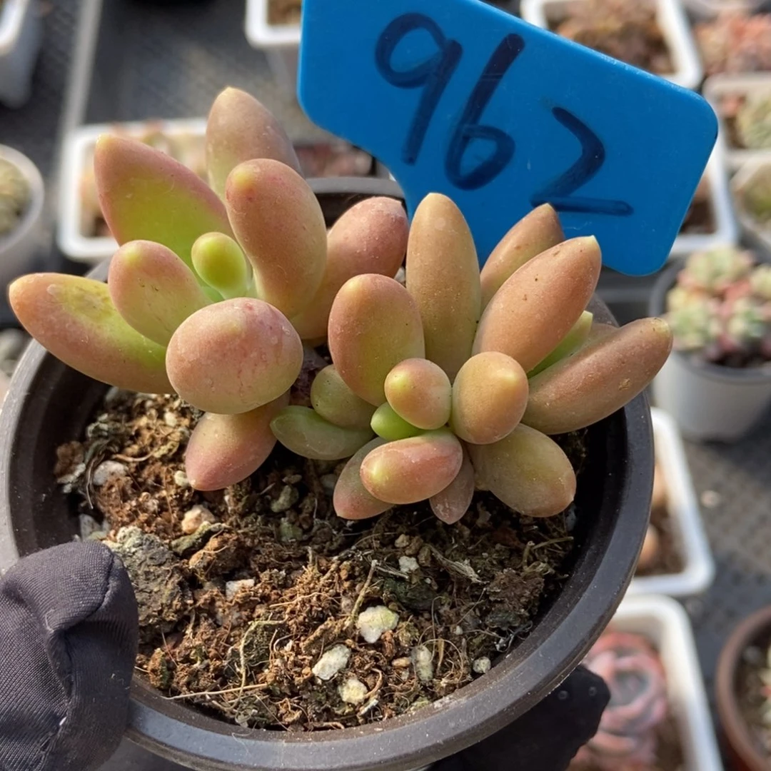 962芒果美人多肉植物保护