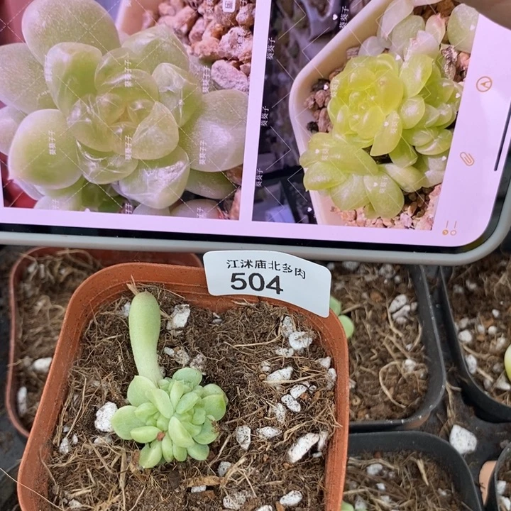 标504现金财富一个多肉