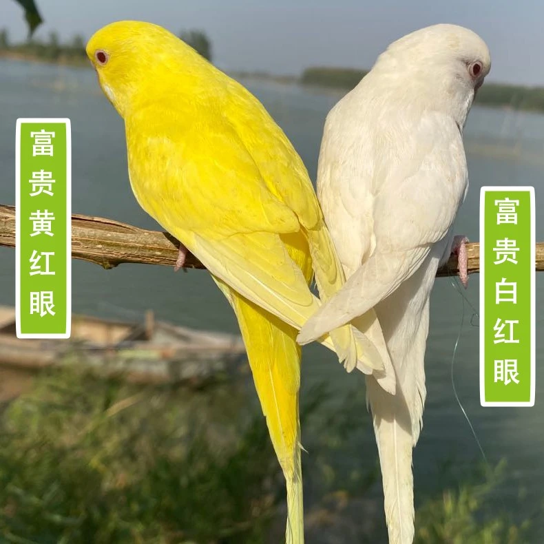 黄白红眼 富贵鸟 鹦鹉活体鸟 观赏鸟 会说话包邮