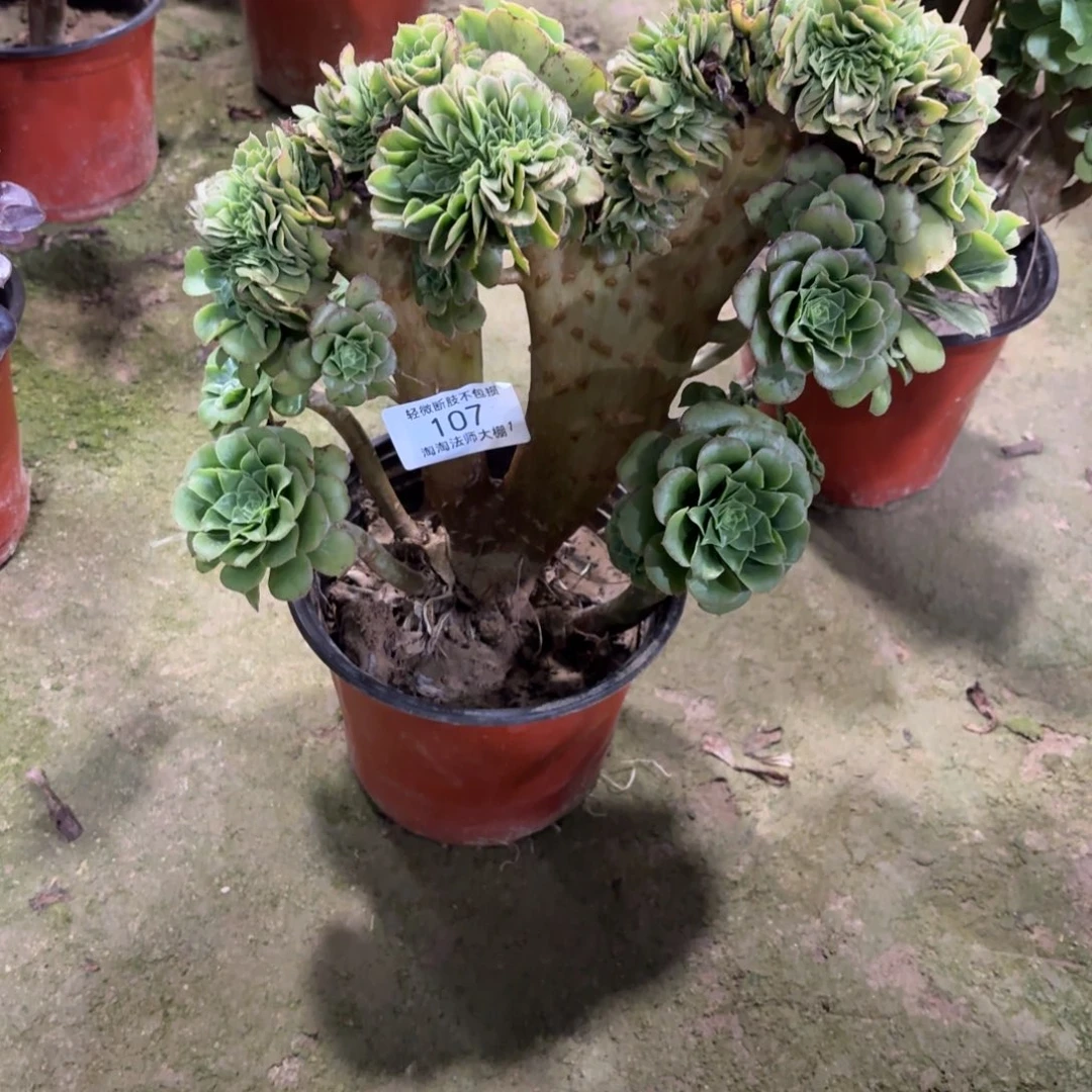 107绿羊绒缀化多肉植物