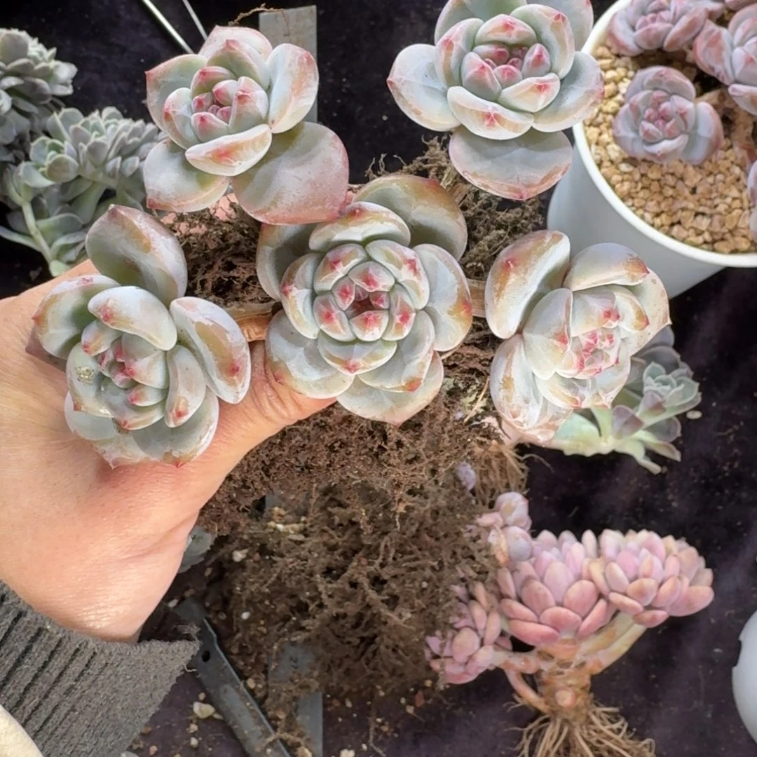 星影5头无砍一物一拍