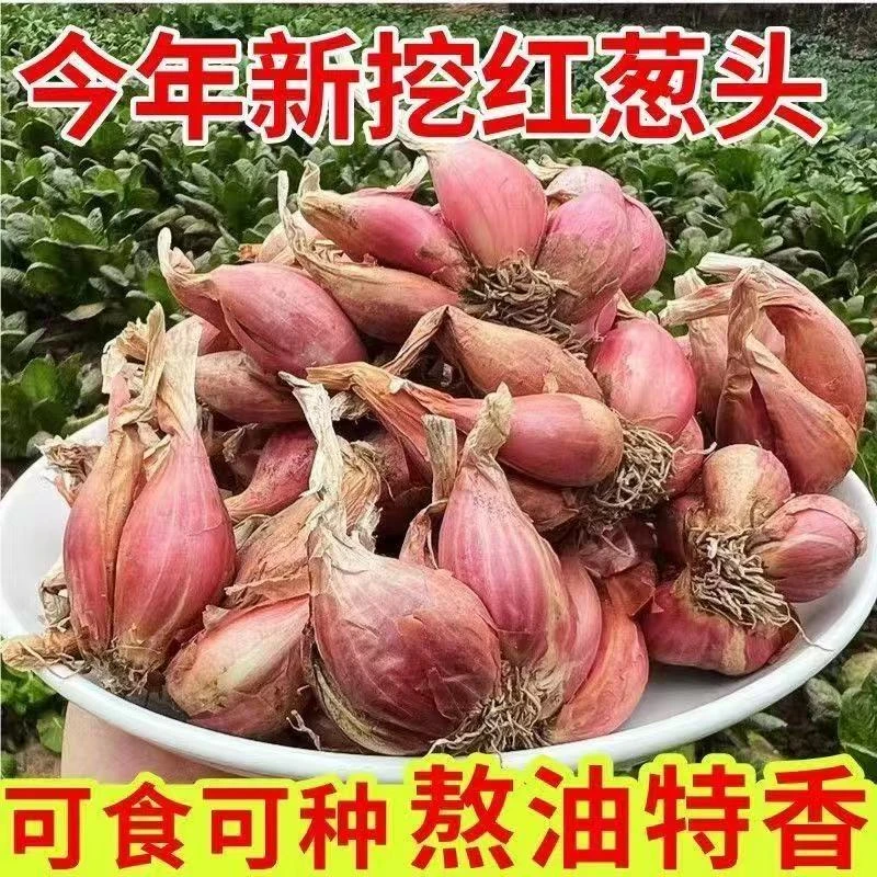 【缘分哥】代收 红皮火葱头可四季阳台盆栽种植
