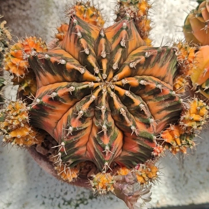 仙人球多肉植物专拍