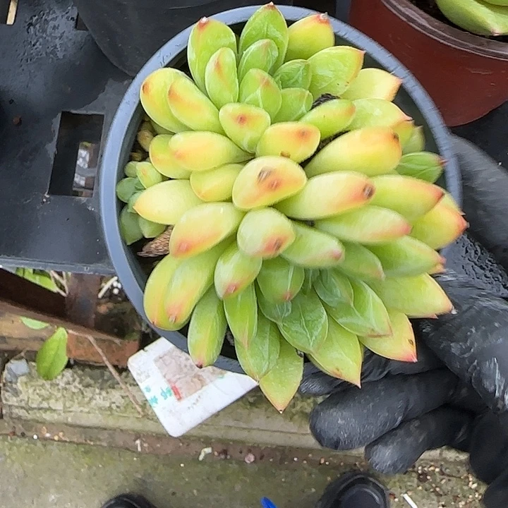 青蛙王子儿童牙膏11